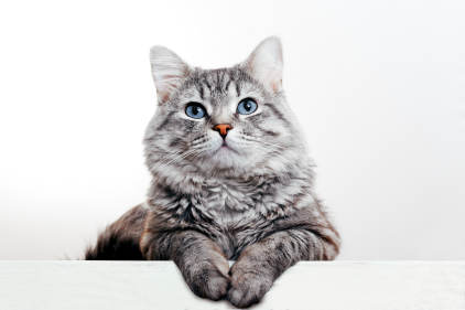 pet-img