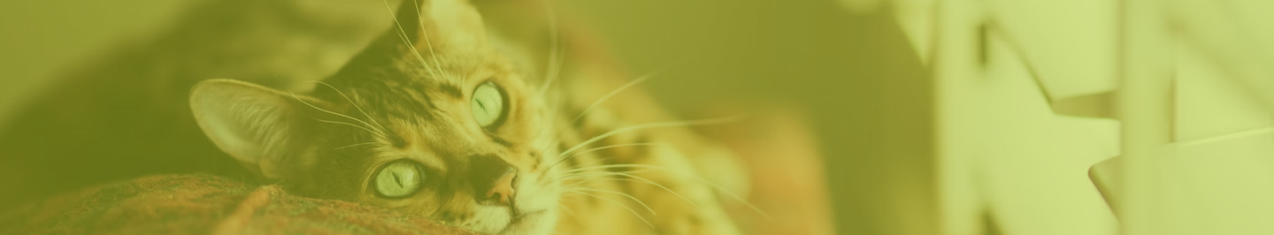 banner-bg-png