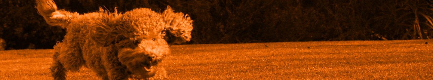 banner-bg-png
