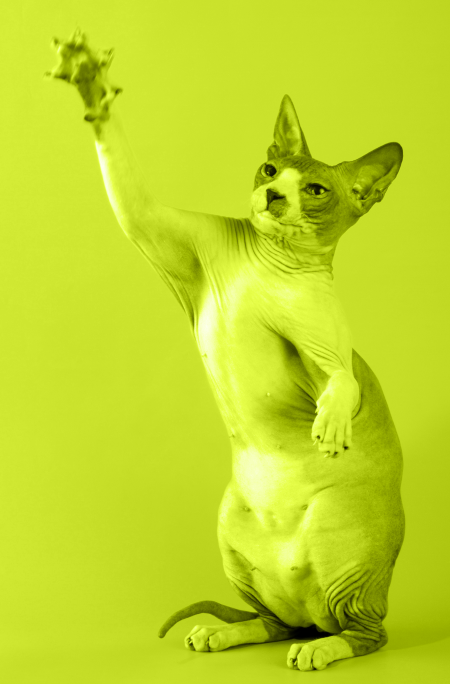 image-png